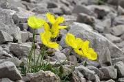 37 Nel Mandrone Papavero alpino (Papaver rhaeticum)